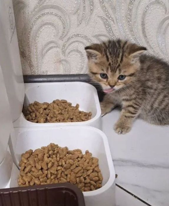 Котята мальчики и девочки цены разные!