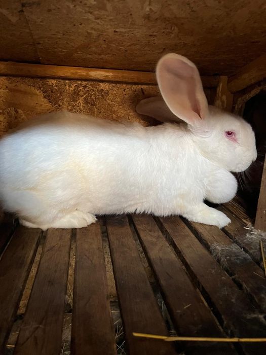 Vând iepuri rasa de carne