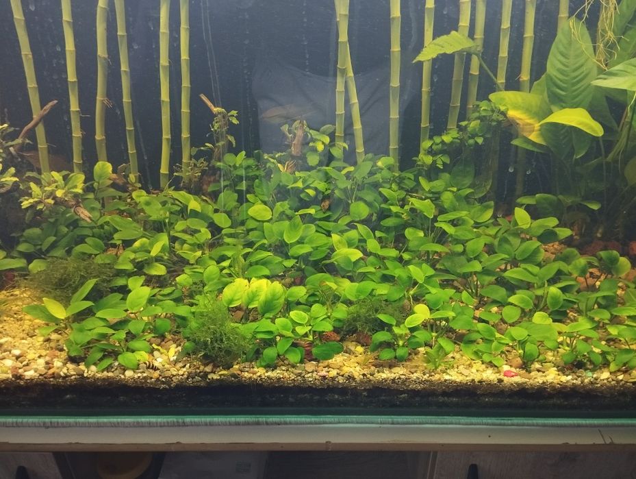 Анубислар сотилади