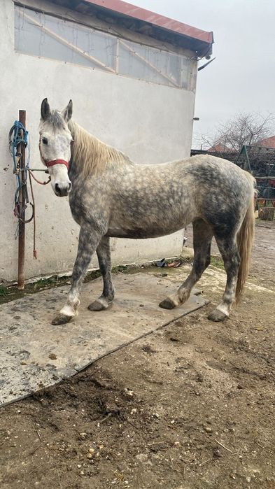 Vând iapă învățată la calarie ascultătoare