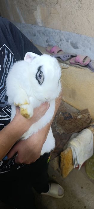 Кролики декоративные, вислоухие