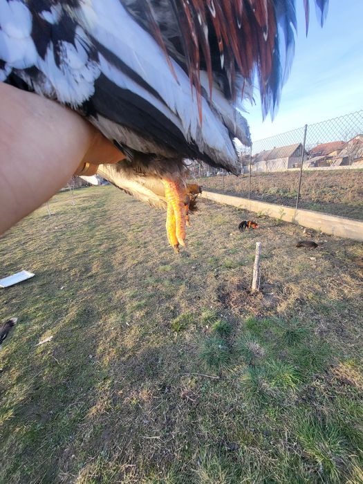 Vând 3 cocosi chabo