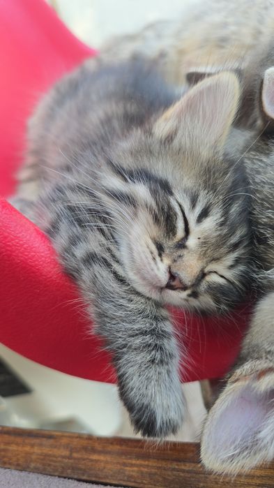 Котята 1,5 месяца в добрые руки
