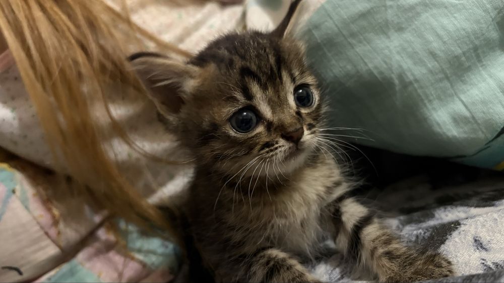 Отдам котят 1 месяц