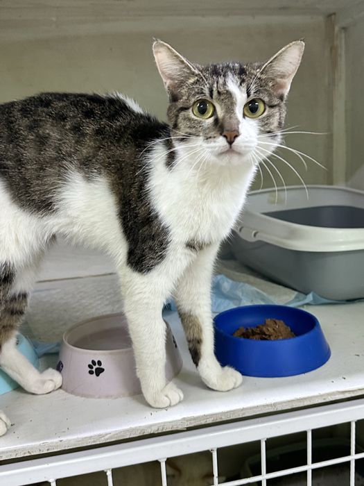 Кошечка Мисси тщет жом