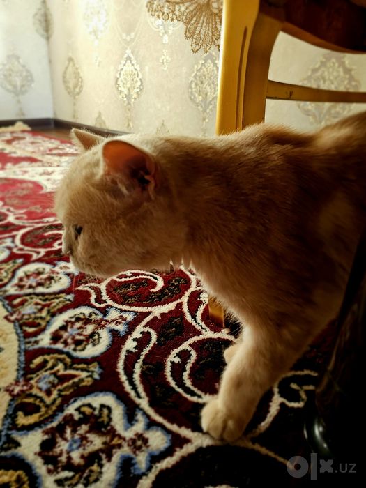 British shorthair