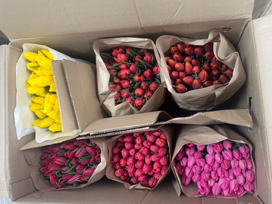 Тюльпаны крупные,Теплица Алматы