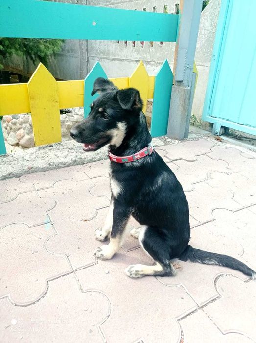 Собака - улыбака ищет дом, чтобы дарить радость!