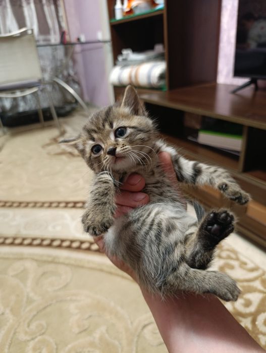 Котята породистые