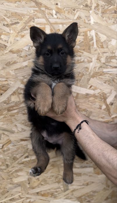 Super pui ciobanesc german cu pedigree