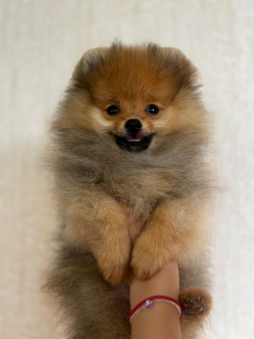 Собака-улыбака  ждет своего любящего хозяина