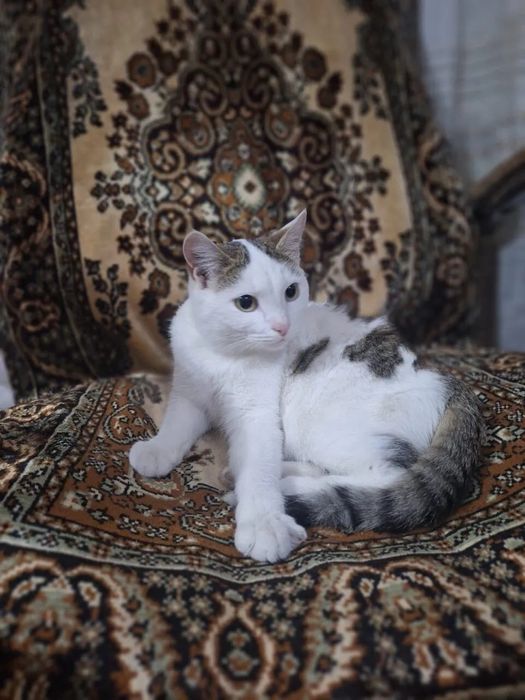 Отдам кастрированного котика