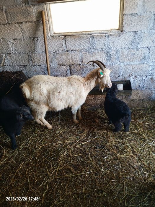 Коза с козлятами