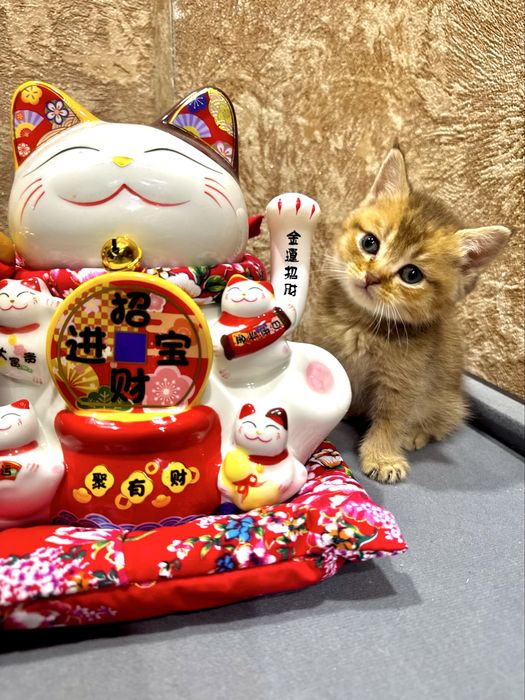 Продается золотая шиншилла