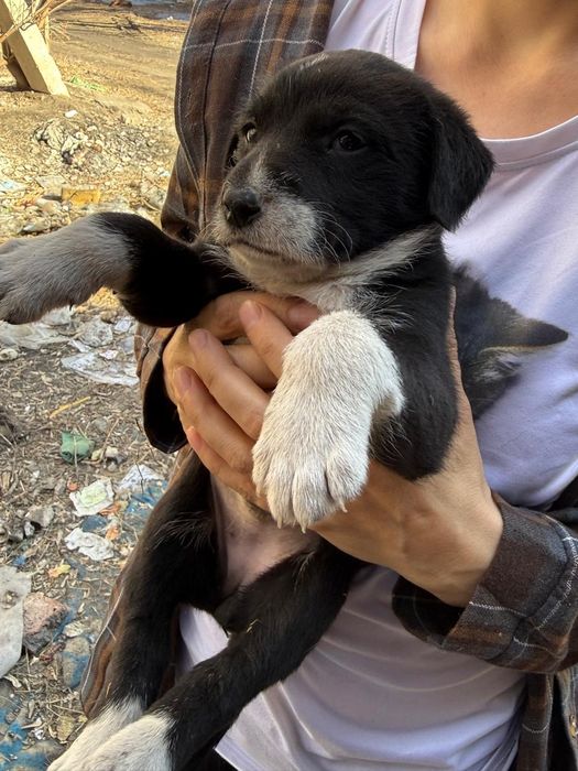 Малыши ищут дом!