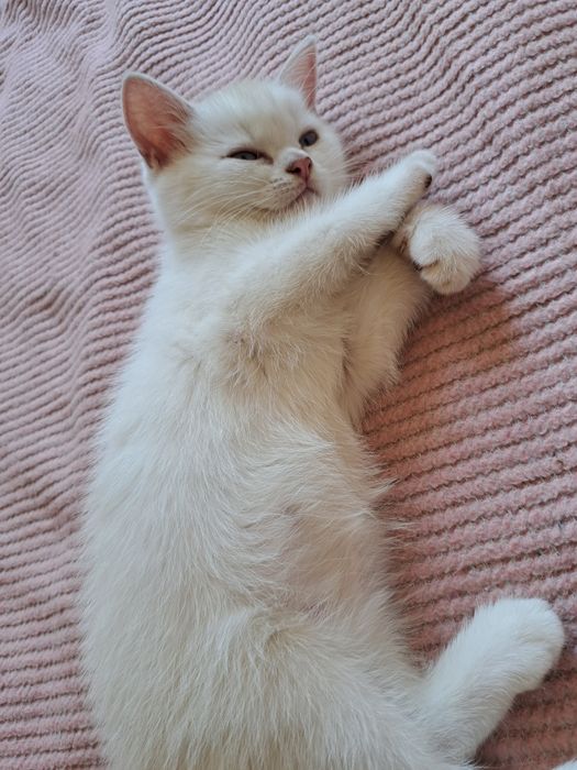 Шотландско мъжко котенце