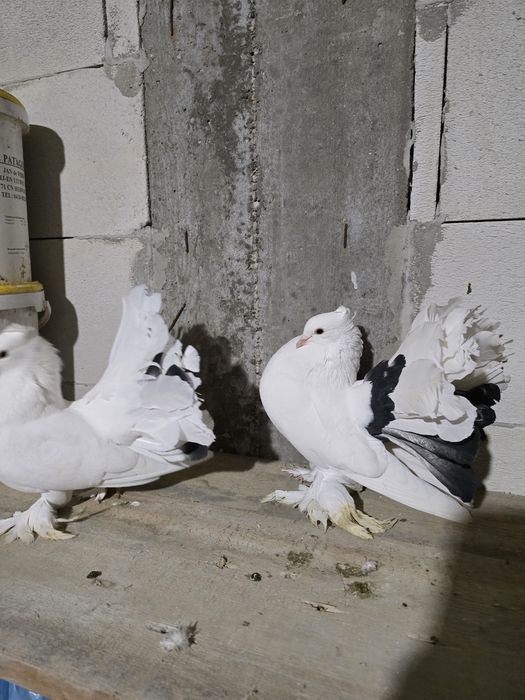 Porumbei rotati indieni