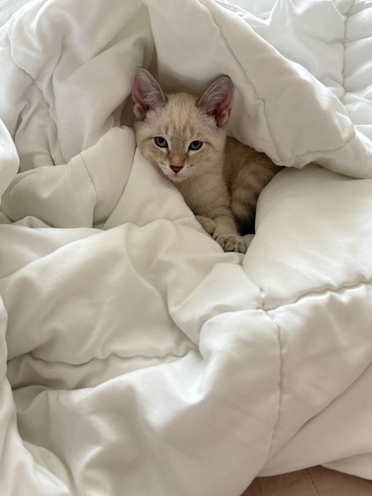 котенок домашний