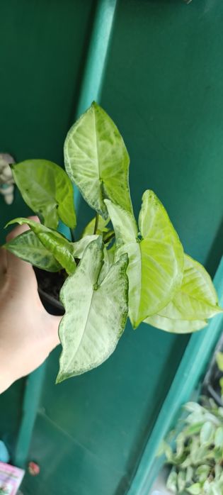 Сингониум,сансевьера, хлорофитум,бегония