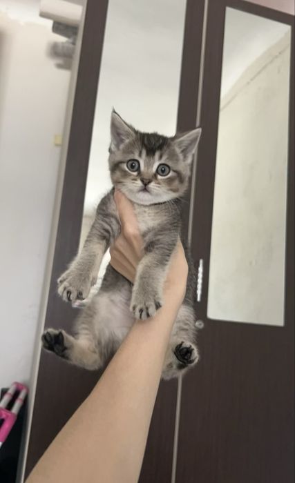 Продам котенка мальчика