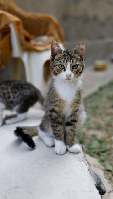 Котенок Мальчик