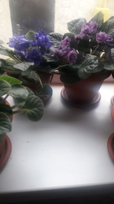 Цветы комнатные  красивые