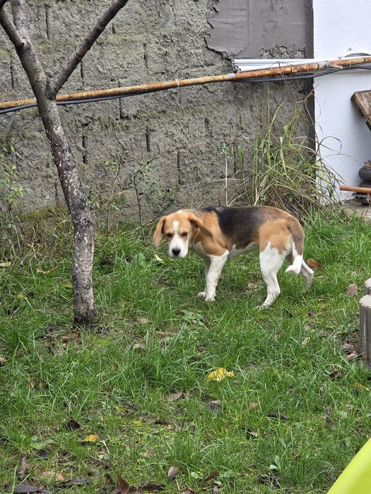 Donez femela  beagle