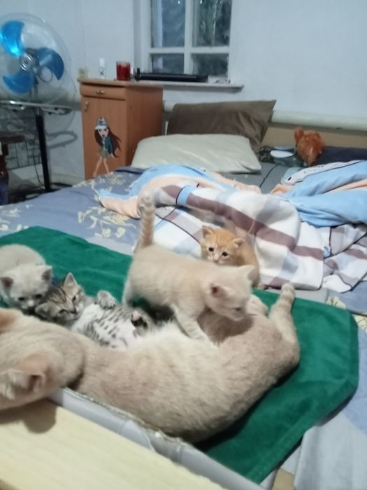 Отдам котят в хорошие руки