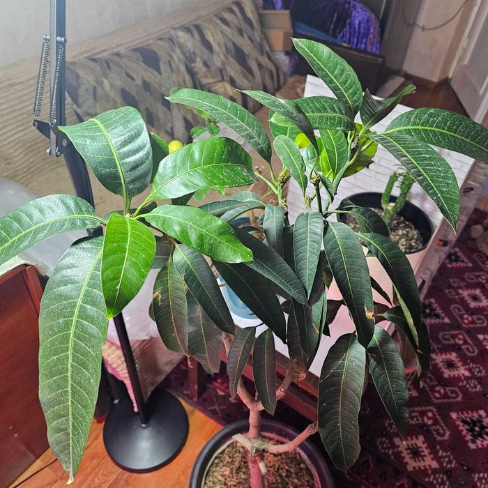 Манго  плодоносящее