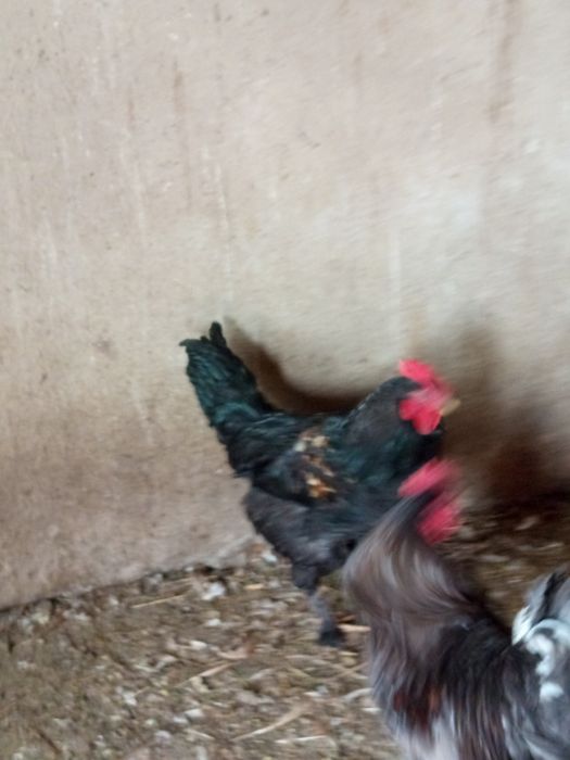 Продам домашних петухов