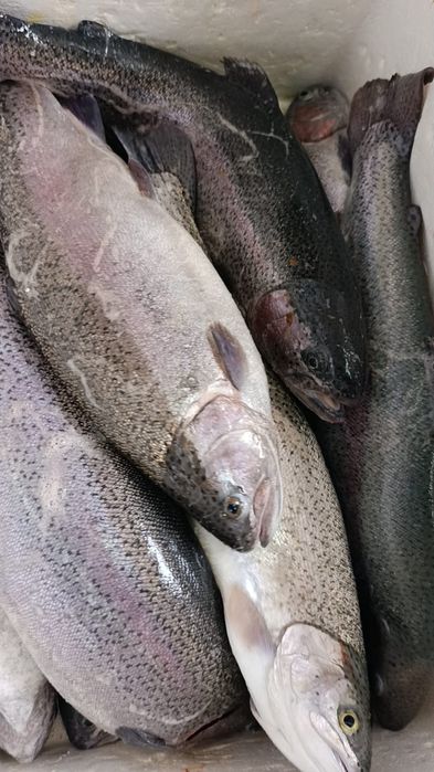 Форель охлаждённая оптом