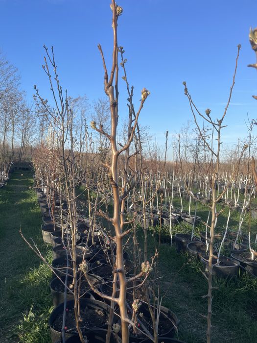 Pomi fructiferi pe rod/ pomi la ghiveci