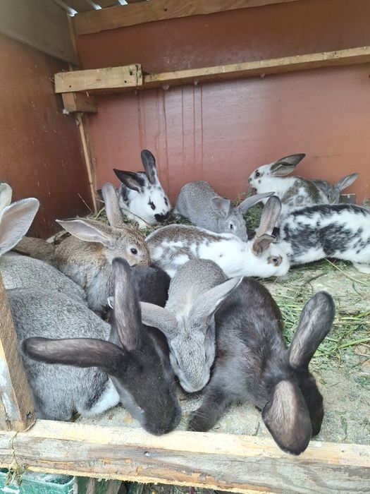 Vând iepurași în vârstă de 2 luni