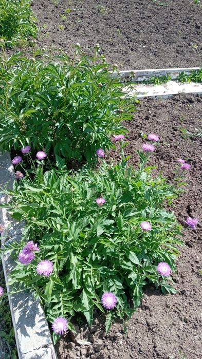 Продам дачу в городе