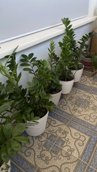 Продам цветок Замиокулькас, 1м