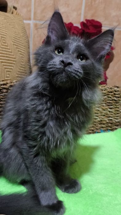 Голубенький МЕЙН КУН