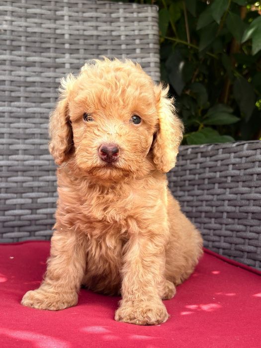 Vand puisor poodle/pudel/caniche