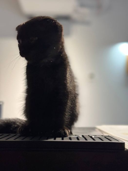 Сотилади!!! Продаются