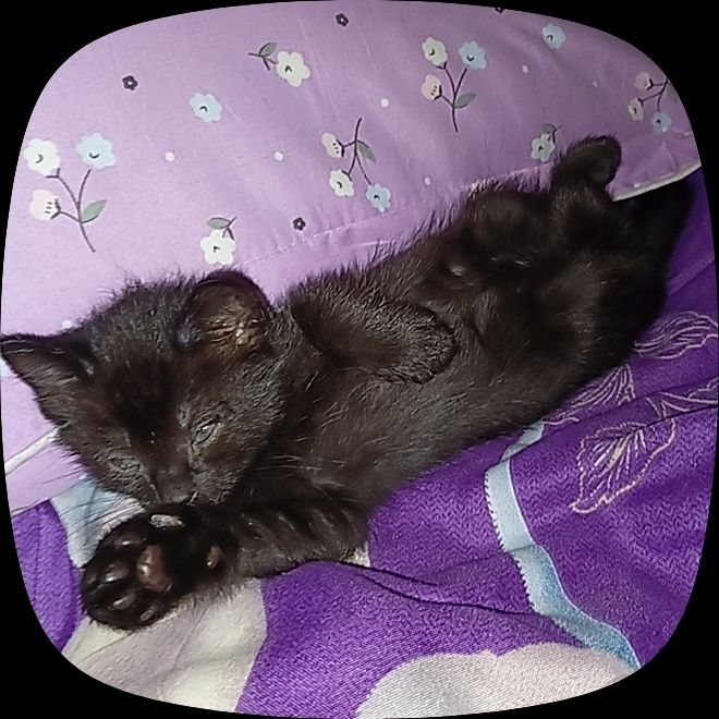 отдам котенка бесплатно