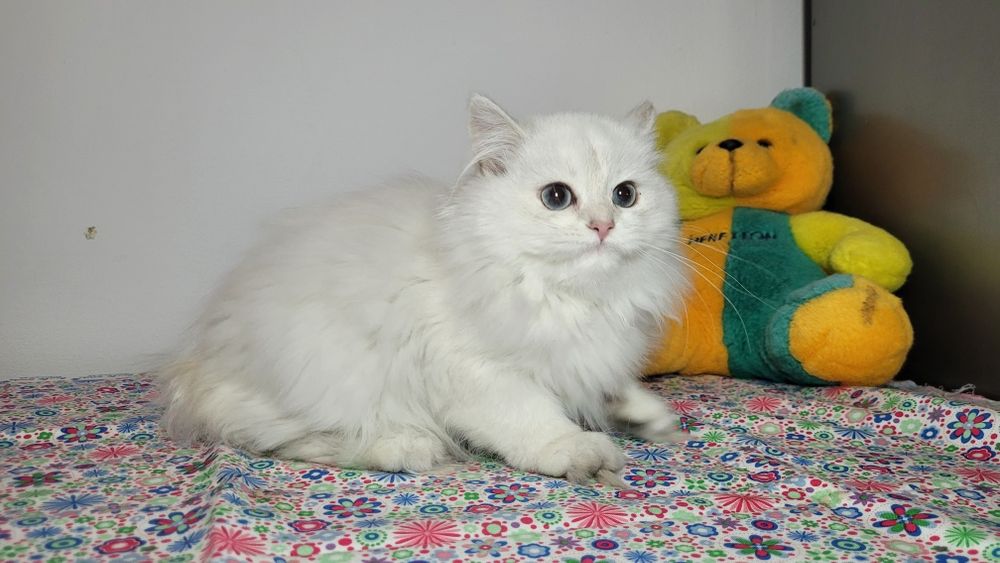 British Longhair  cu pedigree  NS 11 33