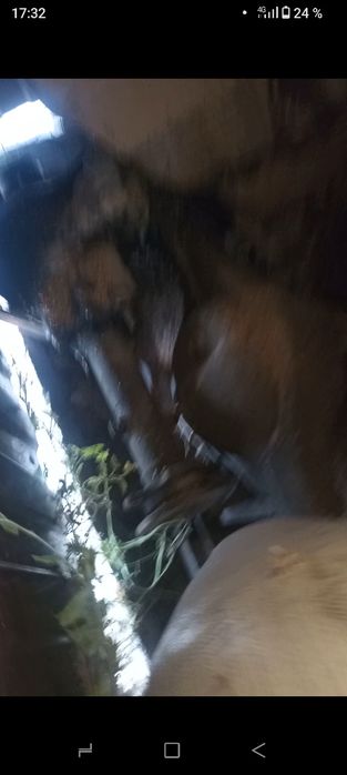 Продам два моста на делику булку