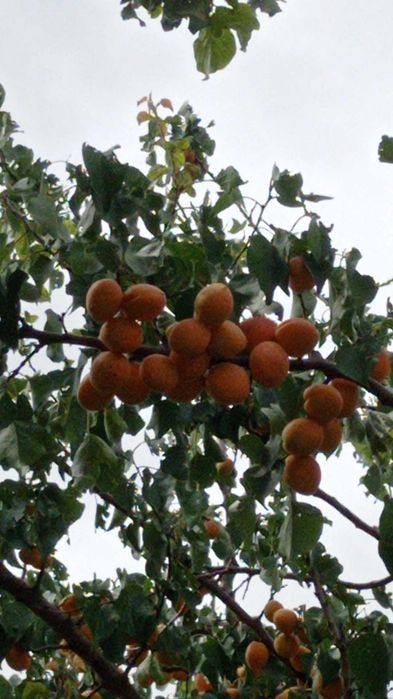 Урюк, өрік өтее тәтты очень сладкий дл варений