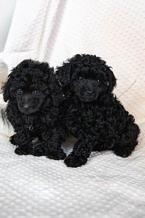 Щенки той пудели черные