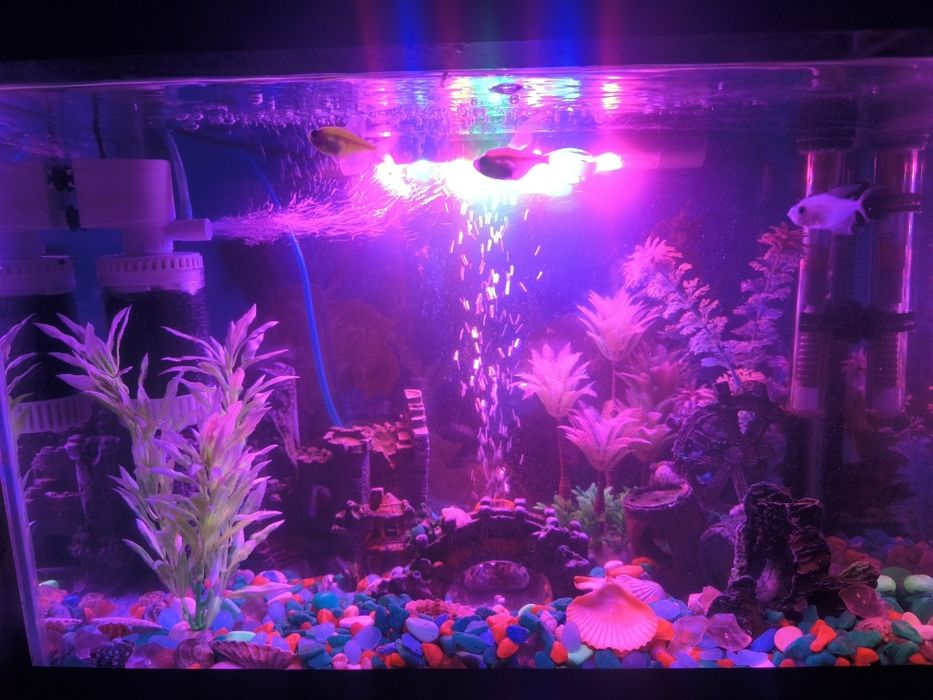Аквариум для рыбы