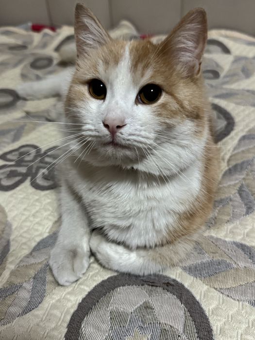 Пропал кот 15.02