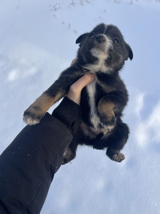 Щенки в добрые руки