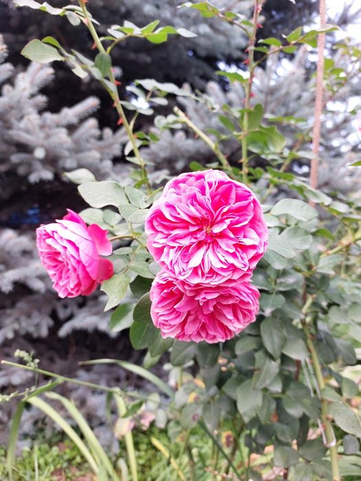 Продам саженцы роз