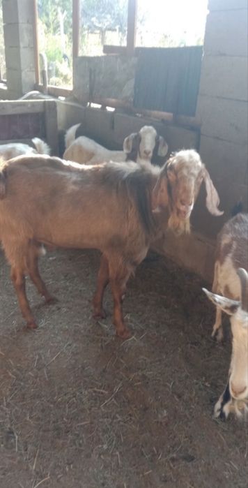 Нубийский теке сатылады