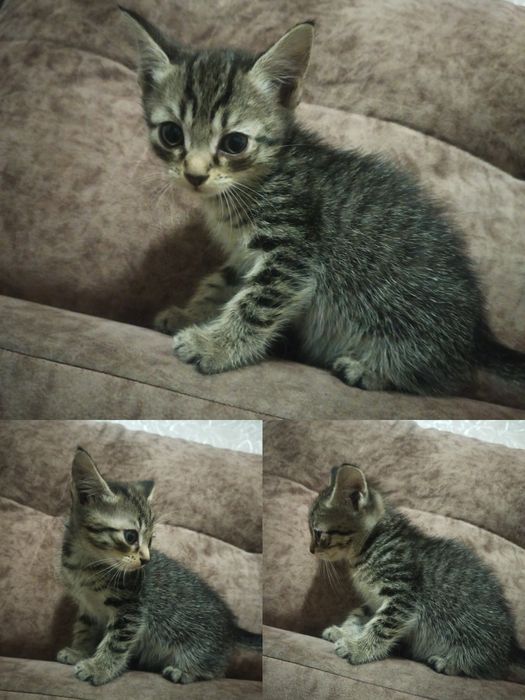 Отдаём котенка в добрые руки