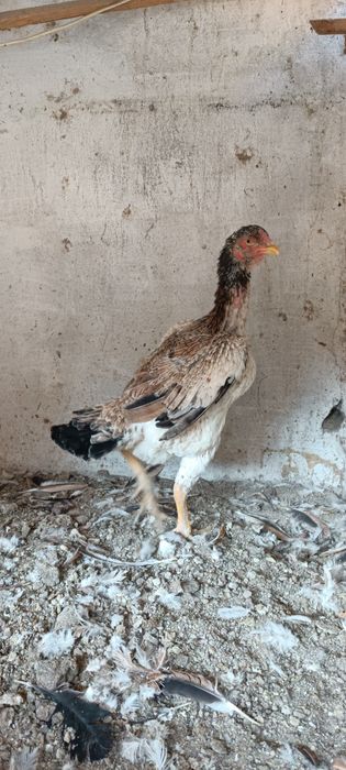 Toza ishonchli tulak Shamo makyon tuhumda